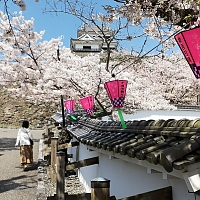 Hanami, fête des cerisiers en fleur au Japon