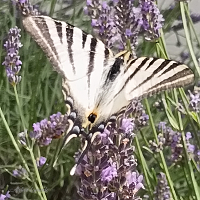 Papillon dans la lavande