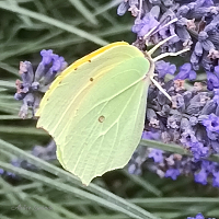 Papillon dans la lavande